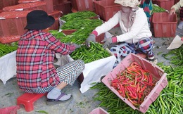 Nông dân Quảng Nam thấp thỏm vì vụ ớt rớt giá