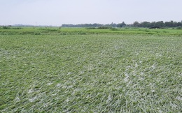 Nông dân khóc ròng khi 10 nghìn ha lúa sắp thu hoạch gãy đổ
