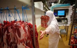 Pháp lo ngại các lò mổ gia súc có thể trở thành ổ dịch COVID-19