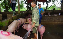 Giá lợn hơi tăng cao kỷ lục, người nuôi vẫn không muốn bán