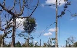 Cây sầu riêng chết hàng loạt, nhà vườn Tiền Giang ồ ạt phá bỏ vườn cây