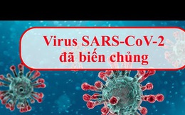 BS Nguyễn Hồng Hà: Biến chủng Sars-CoV-2 ở Đà Nẵng tăng bám dính vào cơ thể, có bất thường không?