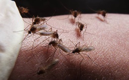 6 hiểu lầm nguy hiểm về bệnh sốt xuất huyết có thể khiến người bệnh tử vong