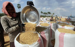 Xuất khẩu gạo của Campuchia tăng mạnh trong 6 tháng đầu năm