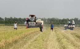 Vụ lúa Hè thu được mùa, được giá, nông dân Hậu Giang phấn khởi