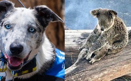 Chú chó anh hùng gây xôn xao cộng đồng mạng khi sở hữu "siêu năng lực" giúp giải cứu gấu koala gặp nạn trong thảm họa cháy rừng ở Úc