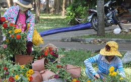 Sau khi tiểu thương ở Sài Gòn đập chậu, ném hoa vào thùng rác, nhiều người tranh thủ chạy đến "hôi hoa"