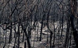 Rừng ở Úc nguy cơ cháy trở lại do nắng nóng và gió lớn