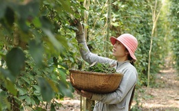 Giá hồ tiêu Phú Quốc giảm sâu, nhiều nông dân bỏ nghề