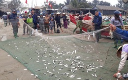 Được mùa cá trích, ngư dân xứ Thanh thu chục triệu mỗi ngày