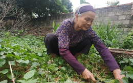 Cụ bà bán rau 79 tuổi ủng hộ tiền chống dịch COVID-19