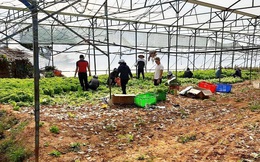 Nhiều nông dân ở Đà Lạt ngậm ngùi đổ bỏ rau do đứt chuỗi liên kết