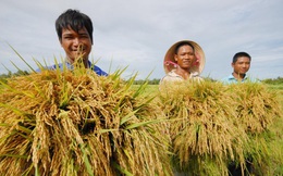 Lo nguồn cung gạo dịp COVID-19, cấp bách bảo vệ 1,1 triệu ha lúa Đông Xuân