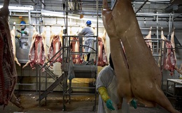 Hàng trăm công nhân sản xuất thịt tại Mỹ dương tính với virus corona