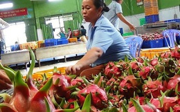 Tổ chức nước ngoài hỗ trợ Việt Nam xuất khẩu thanh long, chanh dây