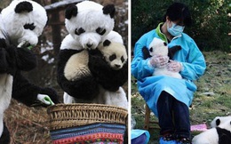 Nghề chăm sóc gấu trúc: Không yêu cầu bằng cấp, lương hơn 700 triệu đồng/năm nhưng không phải ai cũng dám nhận vì lý do đặc biệt