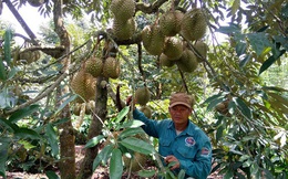 Đắk Lắk: Đa canh cây trồng trong vườn cà phê thích ứng với biến đổi khí hậu