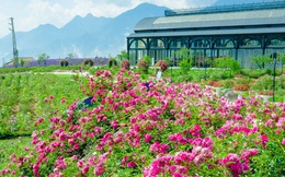 Việt Nam vừa có một thung lũng hoa hồng rộng 50.000 m2 được trao kỷ lục quốc gia, lại có thêm nơi để check-in hè này rồi!