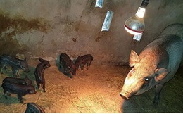 Nuôi lợn rừng "chơi", bất ngờ lãi lớn