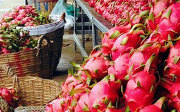 Hết “một mình một chợ”, thanh long Việt Nam cần cạnh tranh “sòng phẳng” tại Trung Quốc