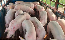 Lợn sống nhập khẩu từ Thái Lan về Việt Nam: Từng bước hiện thực hóa việc bình ổn giá lợn trên thị trường