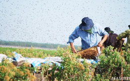 Tạm xa Hồ Tây một hôm, về Ninh Bình thăm bác nông dân thu nhập "khủng" nhờ nuôi ong lấy mật từ loài hoa ít ai ngờ tới