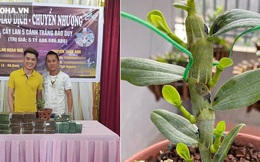 Chiêm ngưỡng cây lan Bảo Duy 5 cánh trắng giá 5,6 tỷ đồng của đại gia Thái Nguyên