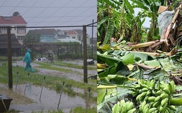 Đặc sản miền Trung: Chuối ngự, rau quế... tiêu tán vì mưa bão, nông dân thất thu hàng trăm triệu đồng