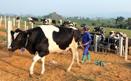 Sữa Mộc Châu: Quý 3 LNST tăng 113% lên 102 tỷ đồng, biên lãi gộp tiếp tục cải thiện