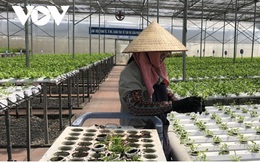Trung Quốc tăng cường nhập khẩu nông sản từ Việt Nam