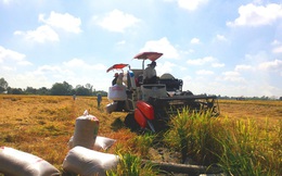 Lúa gạo trúng mùa được giá