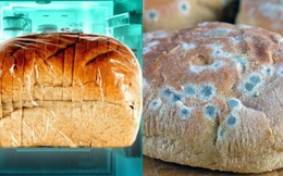 11 sự thật về bánh mì không phải ai cũng biết: Số 7 là 'món quà' hoàn hảo từ nước Đức