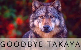 Cái chết cô độc của Takaya: Con sói "dị" nhất thế giới và "lời tiên tri" cảnh tỉnh loài người