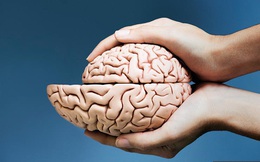 WebMD cảnh báo: Khối lượng mỡ bụng tỷ lệ nghịch với não bộ của con người