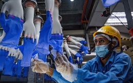 Nhà sản xuất găng tay lớn nhất thế giới trở thành tâm điểm tái bùng phát Covid-19 tại Malaysia
