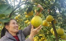 Nông dân Hà Nội trồng cây đặc sản, nuôi con đặc sản bán dễ, lời cao