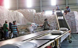 Gạo Việt Nam được các nhà nhập khẩu thu mua với giá cao
