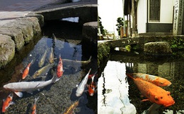 Chứng minh độ sạch của cống rãnh, Nhật Bản nuôi cá Koi thành từng đàn dưới làn nước cống trong vắt