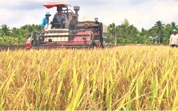 Lúa gạo tăng giá, doanh nghiệp và nông dân ĐBSCL phấn khởi.