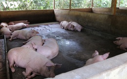 ​Giá thành chăn nuôi lợn hiện khoảng 50.000-71.000 đồng/kg