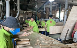 Vụ doanh nghiệp gỗ kêu cứu 3 bộ: Bộ Tài chính lập đoàn kiểm tra