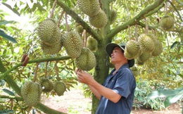 Đắk Lắk có 6 loại cây ăn quả được cấp mã số vùng trồng
