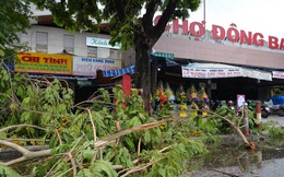 Cây ngã la liệt khiến 1 người chết và nhiều người bị thương, toàn tỉnh Thừa Thiên Huế mất điện sau khi bão số 5 đổ bộ