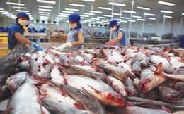 Doanh nghiệp xuất khẩu cá tra kỳ vọng nhiều vào EVFTA