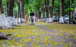 Lá phủ vàng con phố trong tiết trời chuyển sang thu ở Hà Nội