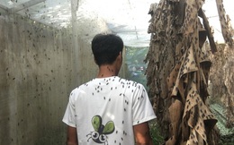 Nhiều nông dân thành tỷ phú nhờ nuôi…ruồi, ốc, ba ba, cá đặc sản