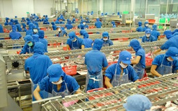 Fitch Solutions: Việt Nam ngày càng có nhiều lợi thế về thuỷ sản nhờ EVFTA