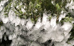 Chùm ảnh: Vẻ đẹp tinh khôi mà đầy khắc nghiệt của băng tuyết tại Sa Pa