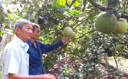 Nhà vườn Tiền Giang “méo mặt” vì nhiều loại trái cây rớt giá