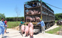 Cảnh báo nhập lợn từ Thái Lan, rồi xuất 'chui' qua Trung Quốc